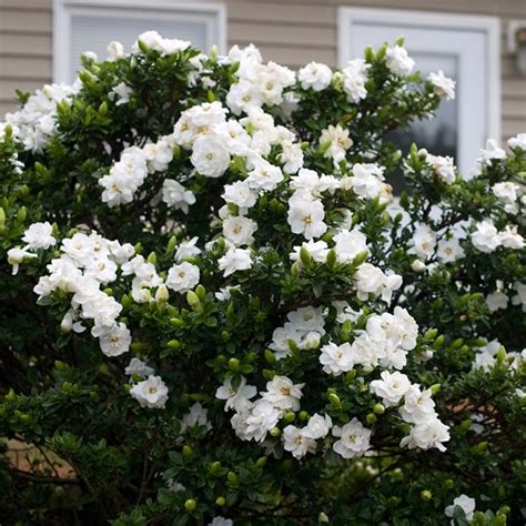 flores parecidas a las gardenias|picture of a gardenia bush.